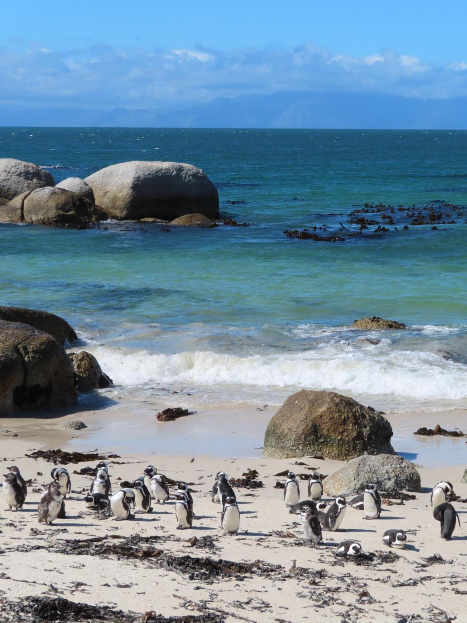 Bonne Esperance, Simon'S Town Apartment Екстериор снимка